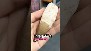 모사사우루스 이빨 화석 fossil Mosasaurus teeth