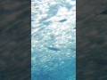 🐟 #musicplaylist