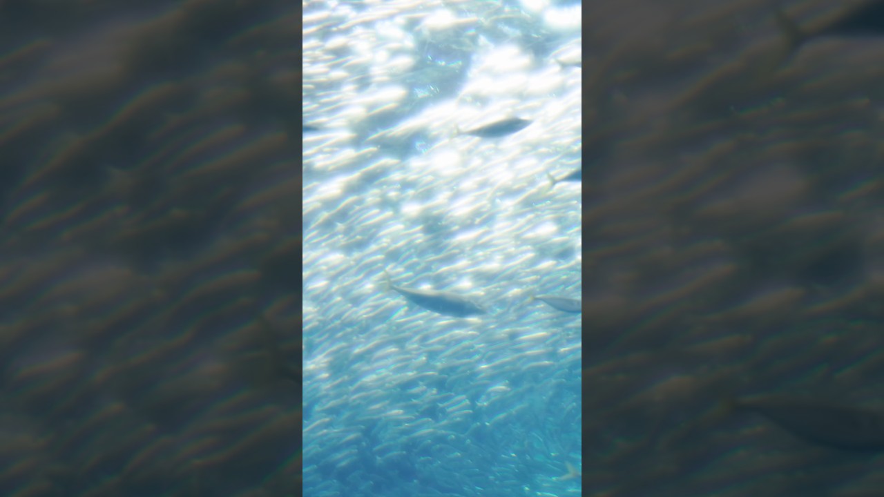 🐟 #musicplaylist
