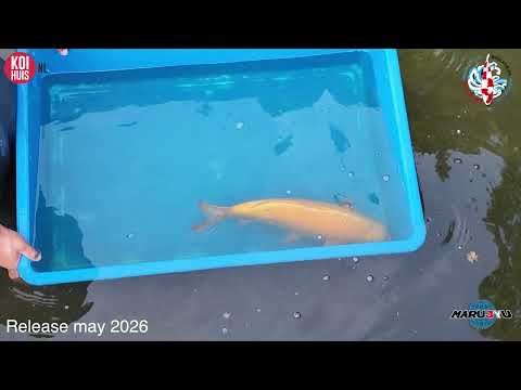 Blue Wave Project Marujyu, Release Yamabuki Stefan.