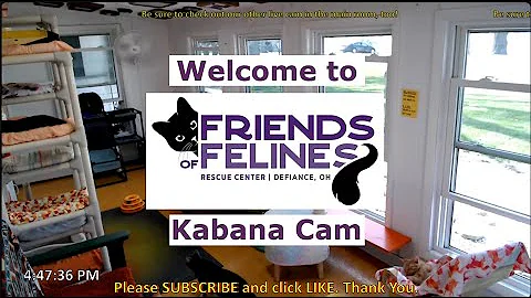 Friends of Felines Rescue Center Kabana Cam