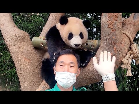 [#푸바오와할부지] 푸바오 별명은 여러 <strong>개</strong>~🐼 매력 만점 푸공주의 인기 비결은?💝 / <strong>EP</strong>.1-1 #SBSstory
