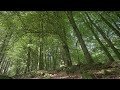 2 Hours of Relaxing UK Trees 🌳 Gentle Wind Sounds for Study, Focus & Relaxation
