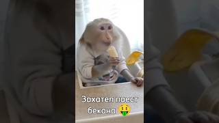 Слишком Толсти Брадок 2 Часть 🙈 #Rek #Ещкере #Monkey #Brother #Браток #А4 #Майнкрафт #Роблокс