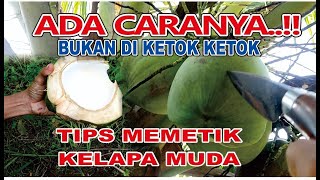 CARA ALAMI MEMILIH BUAH KELAPA MUDA YANG ISINYA BAGUS YANG MASIH DI ATAS POHONNYA