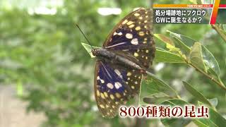 フクロウが営巣　東京のごみ処分場跡に自然回復