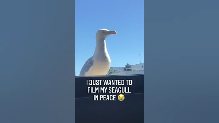 Seagull Can't Catch a Break || ViralHog
