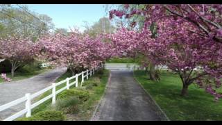 Aerial montage of springtime flowering trees_2