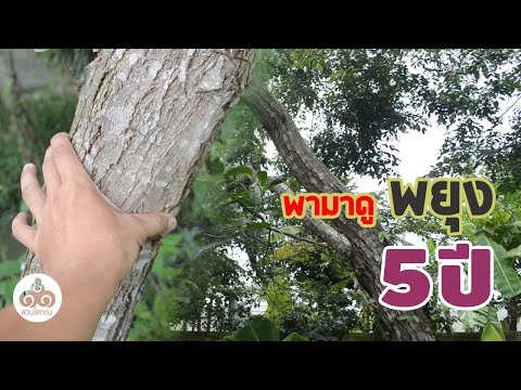 พาชมพยุง 5ปี