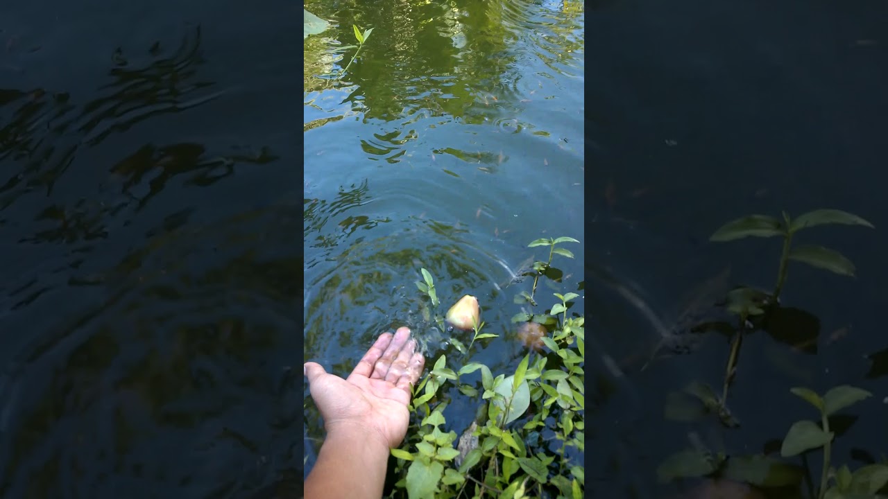 Ternak Ikan Nila Merah di Kolam Terpal 
