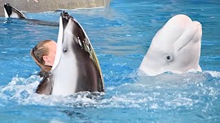Ocean Discovery: Belugas and Dolphins (Full Show) - SeaWorld San Antonio - July 15, 2023