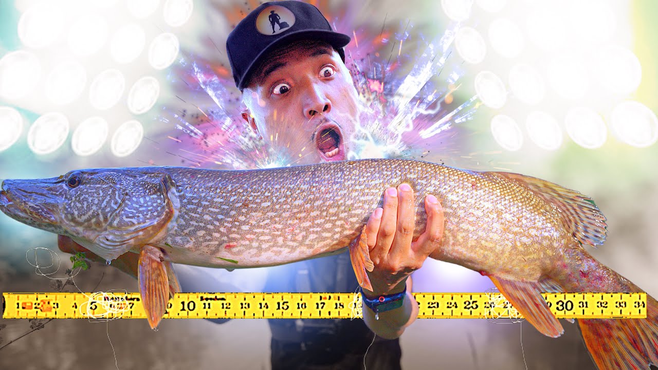 Giant Fish in a Small Pond