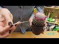 Cómo regar mis cactus para que florezcan | Caktuky