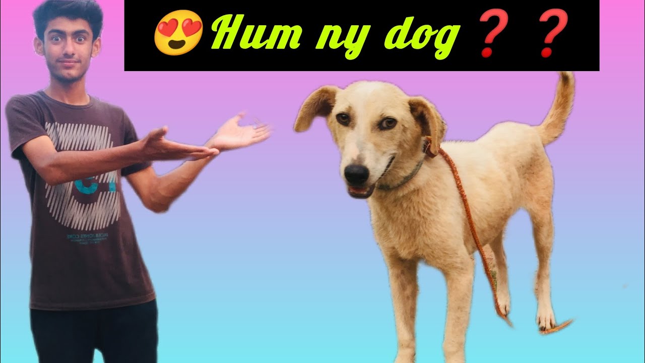 Hum Dog Hum 🙈 NY Naya Dog Laya🦮 - YouTube