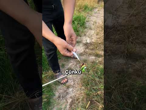 Eşek Arılarını Takip