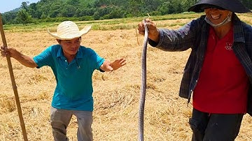 Bất ngờ gặp rắn Hổ Đất khi đi đào chuột đồng | Hương Đồng Cọ.