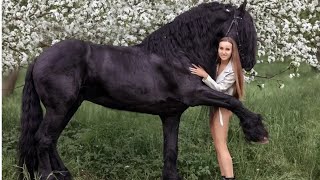 Friesian Amazing Facts