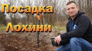 Посадка лохини траншеєю. Як підготувати субстрат для лохини.