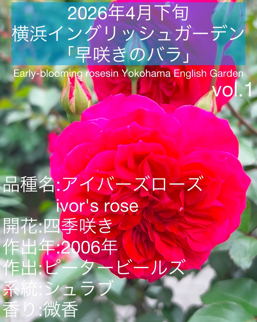 Late April 2026, Yokohama English Garden: 