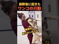 ㊗️500万再生🎉麻酔から覚めたワンコの行動
