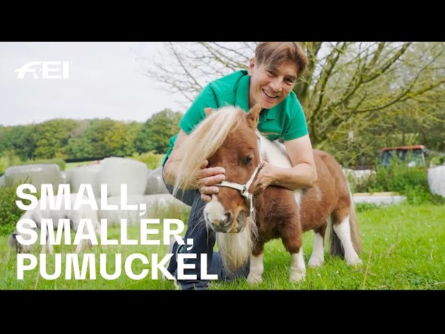 En images : Pumuckel, le plus petit poney du monde fait fondre l