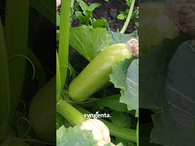 Кабачок Корделія. Огляд осіннього врожаю