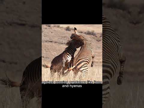 Video: Milloin savannin piiritettiin?
