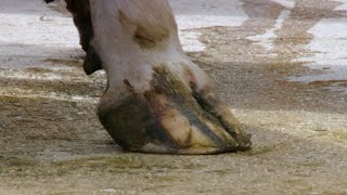 Detecting Lameness by Rural Delivery 281 views 1 year ago 7 minutes, 38 seconds