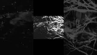 new LP by Through a Glass, Darkly #doomgaze #postrock #ambientmusic #newmusic