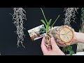 Cómo plantar una orquídea en un tronco Fácil y Paso a paso