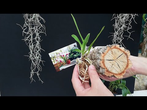 Video: 3 formas de cultivar cebolletas