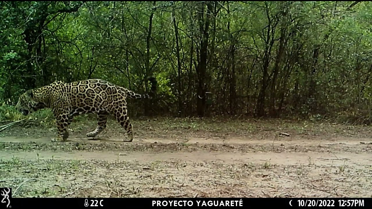 Biografia Jaguar | PDF | Jaguar | Mesoamérica, image size:1280x720