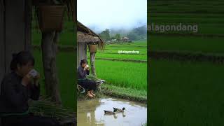 Download Lagu nuansa alam yang indah dan sejuk MP3