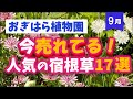 【ガーデニング】おぎはら植物園！秋植え！9月の今本当に売れてる人気の宿根草17選を紹介！Gardeninng ・あしかがフラワーパーク・代々木公園・中之条ガーデンズ
