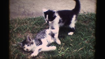 The original cat video 1945 on 8mm film