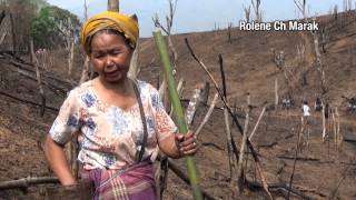 Shifting Cultivation