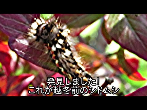 ブルーベリー樹木の害虫駆除 Youtube
