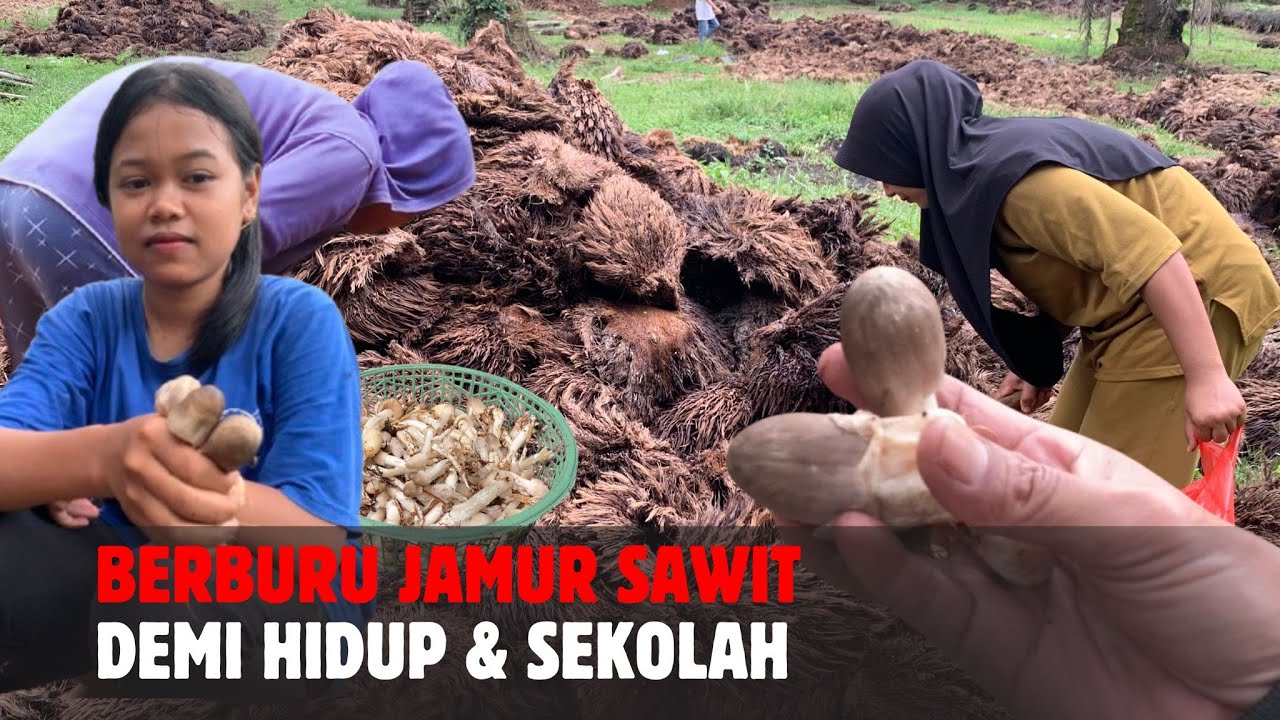 Warga Lampung Tengah Ramai Mungut Pundi -pundi dari Jamur Sawit