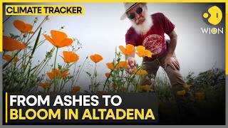 Altadena Rebuilds After Deadly Fires; Flowers Bring Hope After Wildfires | WION Climate Tracker