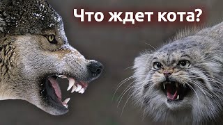 Кто обидел Кота-Старика?! С кем манул точно не справится?  Опасности подстерегающие дикого манула.