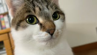 起きたら猫。朝ごはんも猫。結局猫。