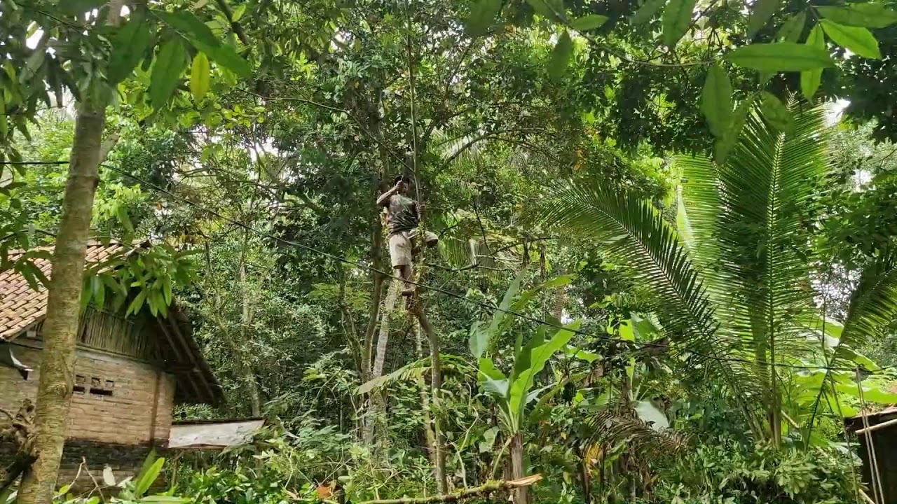 INCREDIBLE! EASY TREE AND BRANCH CUTTING USING SUPER SHARP TOOL - Agriculture Tools