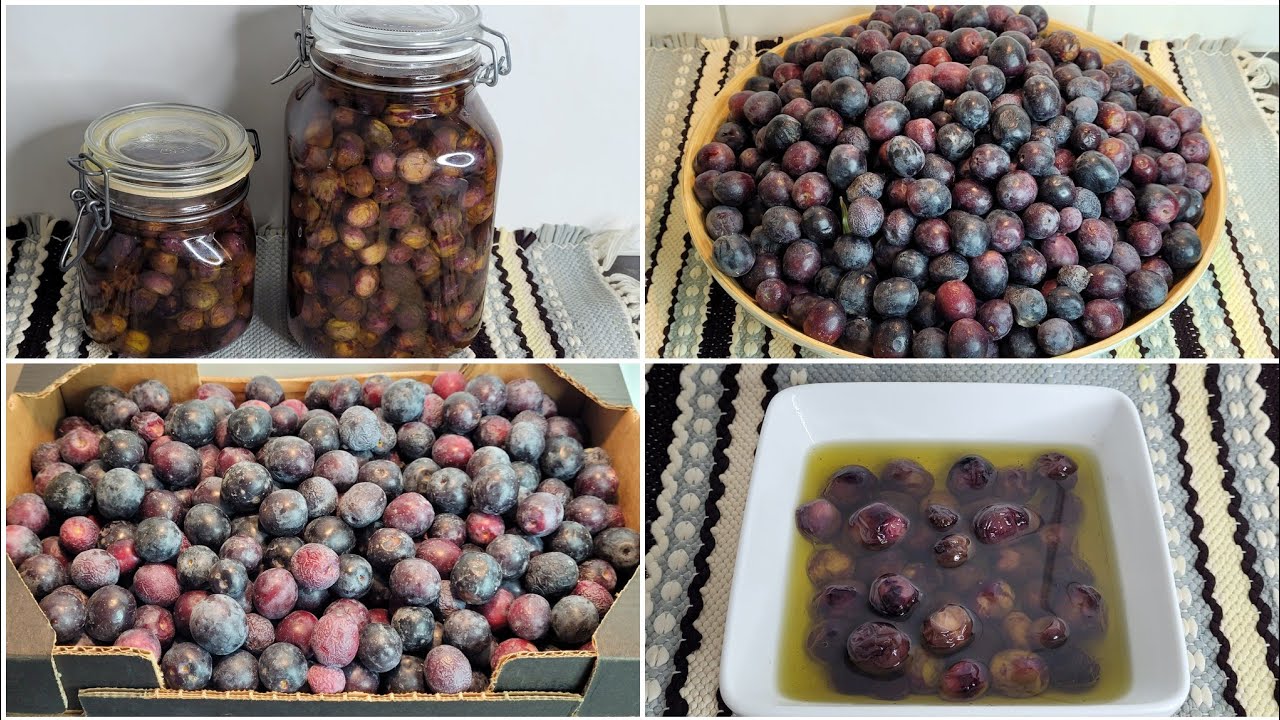 ترقيد او تصبير الزيتون الأسود المطمر، يبقى على طعمه و لونه الطبيعي لأكثر من عام