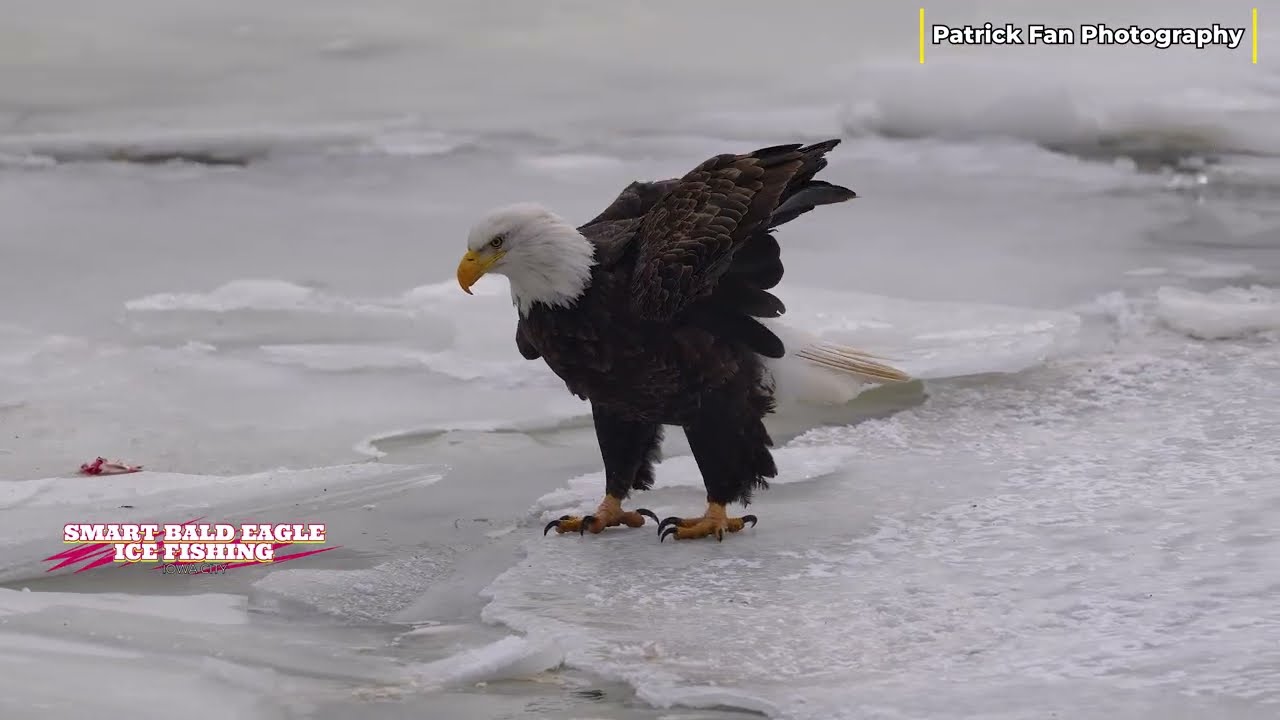 Iowa Ice Fishing… But Make It Bald Eagle Style 🦅❄️ | Stunning Winter Wildlife Moment  4k  