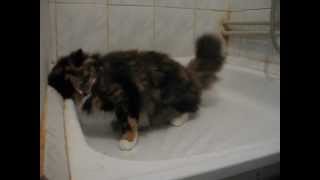 funny cat-смішний кіт 2.AVI
