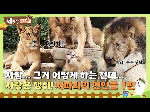 [TV 동물농장 레전드] 사랑... 그거 어떻게 하는 건데... 사랑은 쟁취! 사파리의 연인들 1편 🦁 #TV동물농장 #AnimalFarm #SBSstory