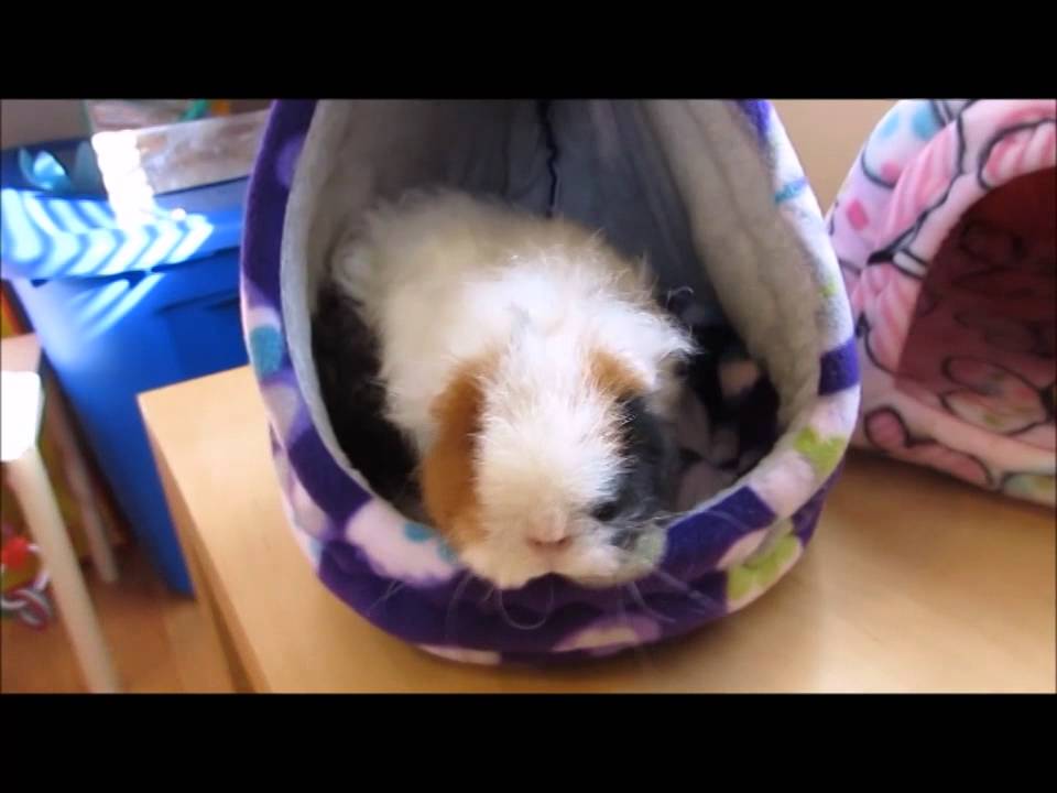 guinea pig house Peewees Piggy Palace October Haul!