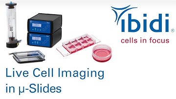 🔬 Live Cell Imaging with ibidi Slides and Stage Top Incubation 🔬