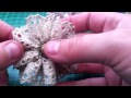 My Gatsby Prima flower & more charms
