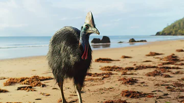 Giant Cassowaries are Modern-day Dinosaurs | Seven Worlds, One Planet | BBC Earth
